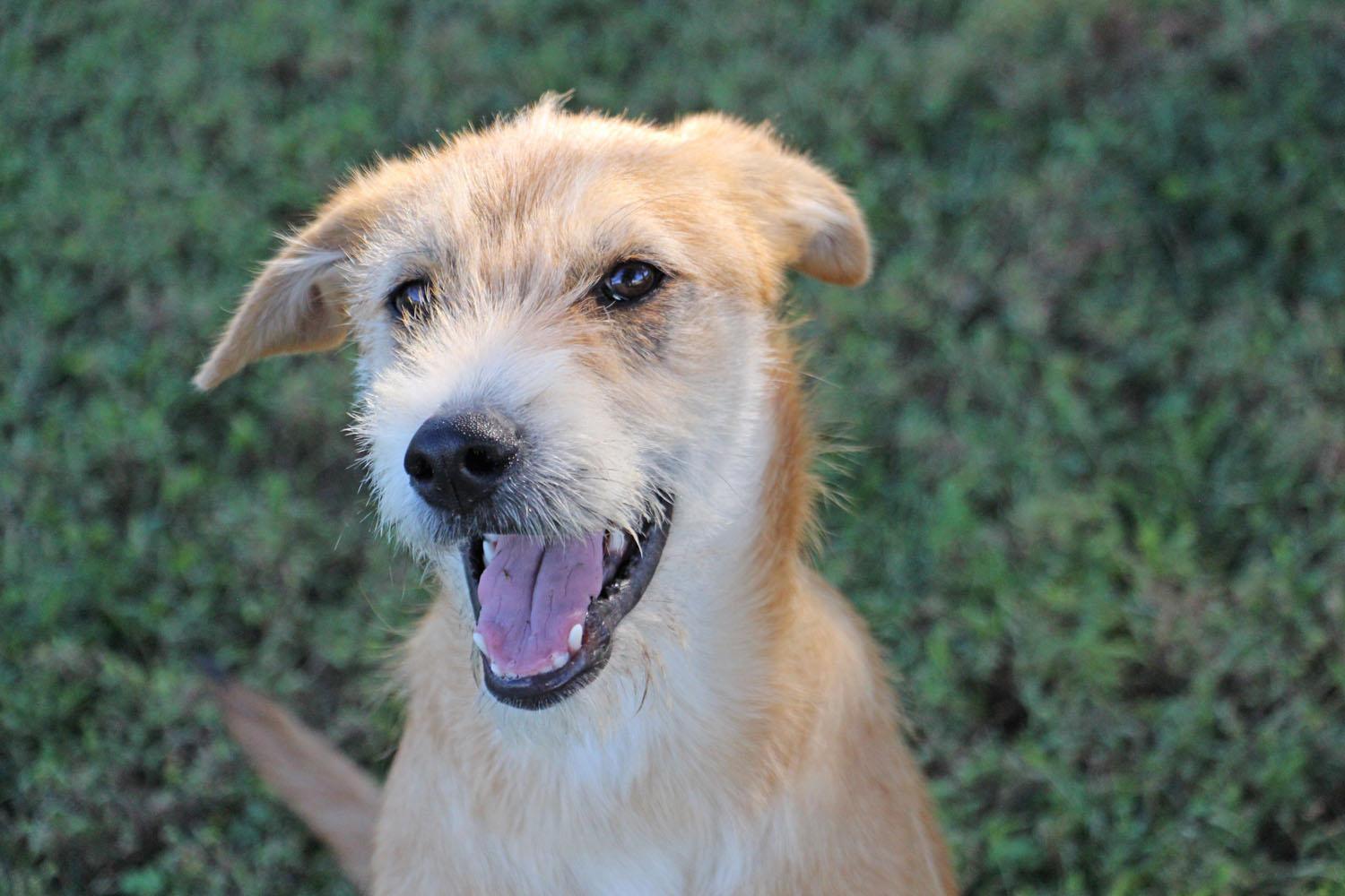 Winnie, a Adoptable mixed breed in Savannah, TN image 3/4