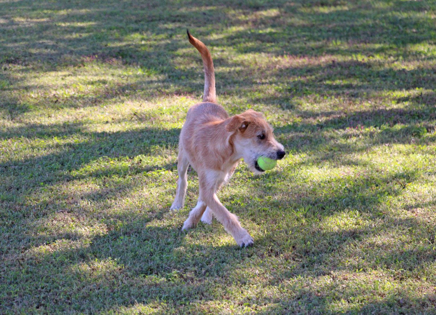 Winnie, a Adoptable mixed breed in Savannah, TN image 4/4