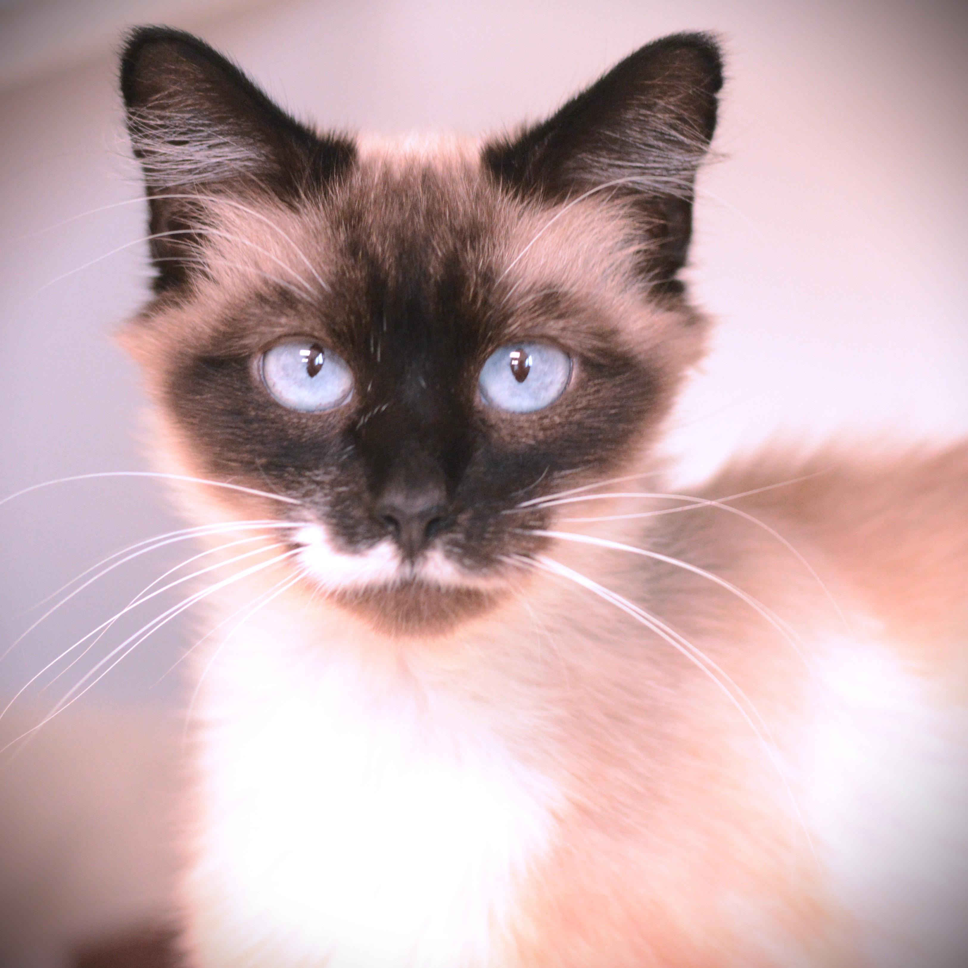 Meesha, Adoptable, Adult Female Siamese.