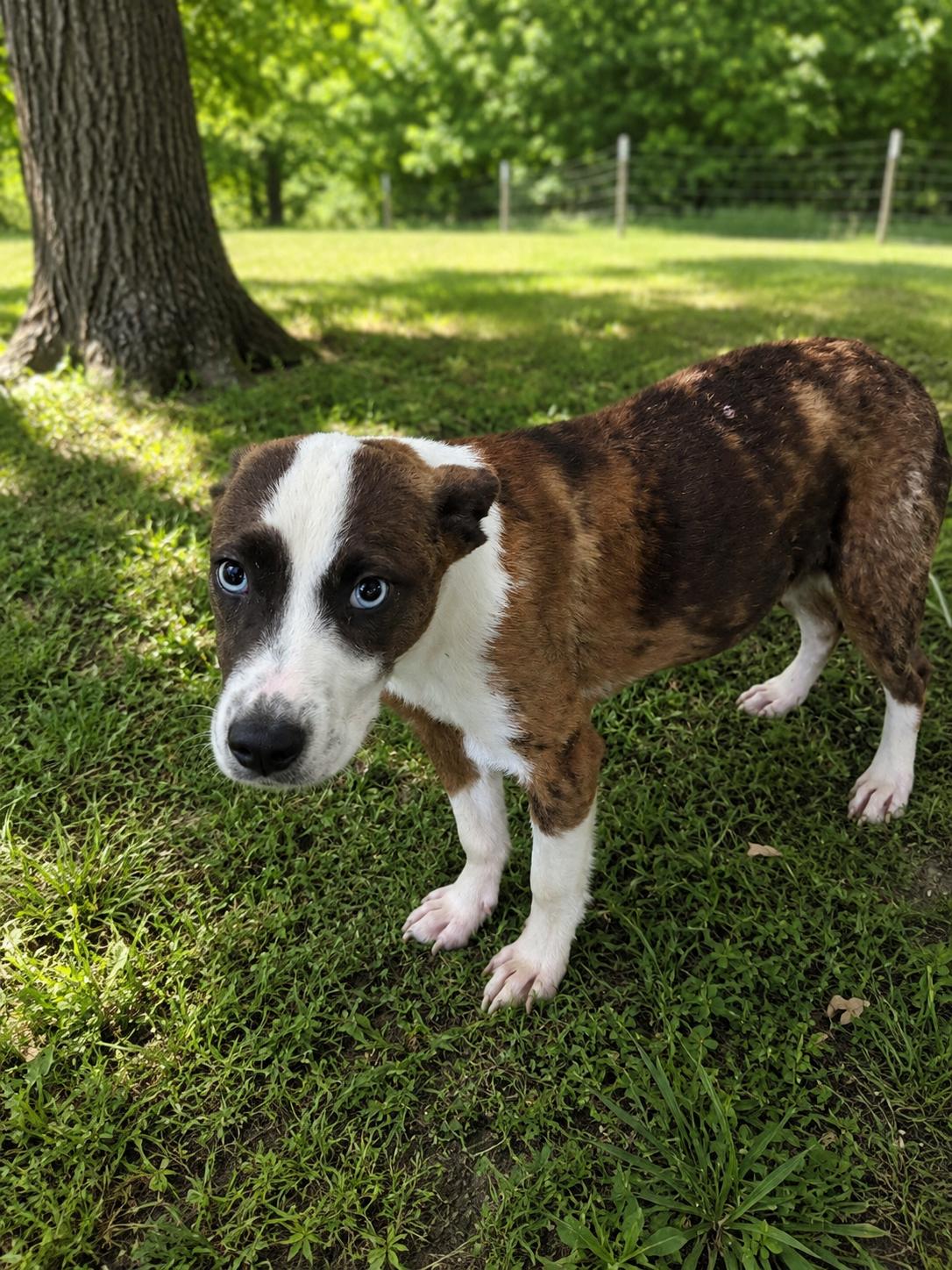 Alibi, Adoptable, Puppy Male Mixed Breed.