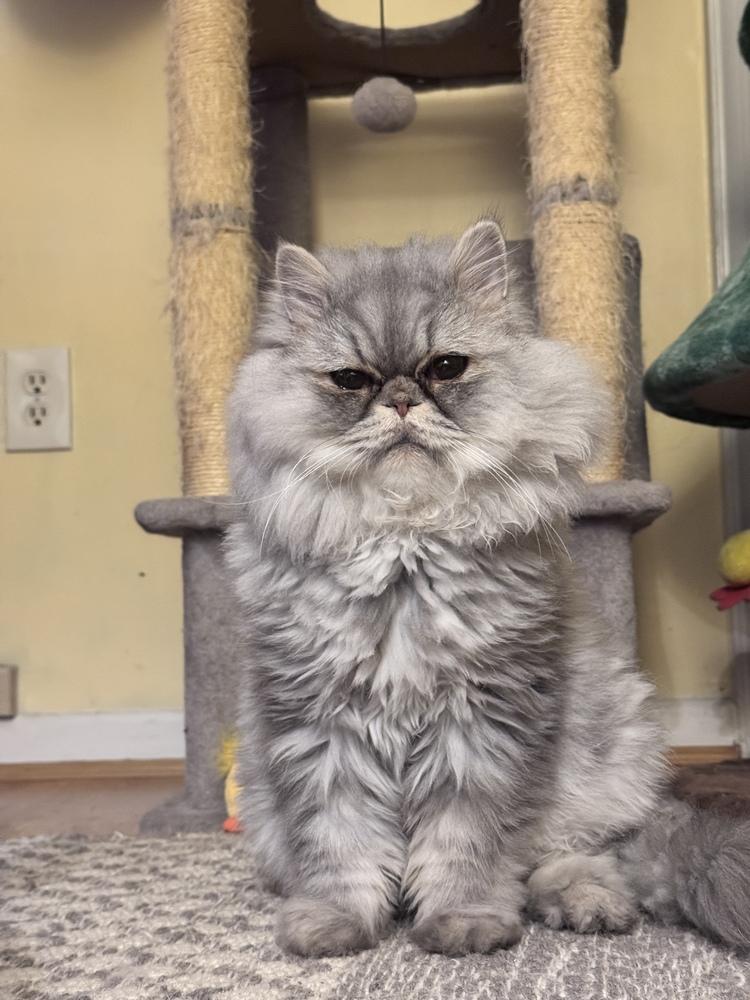 Stormi, a Adoptable Persian in Vienna , VA image 2/6