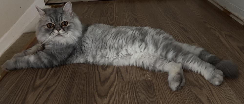 Stormi, a Adoptable Persian in Vienna , VA image 3/6