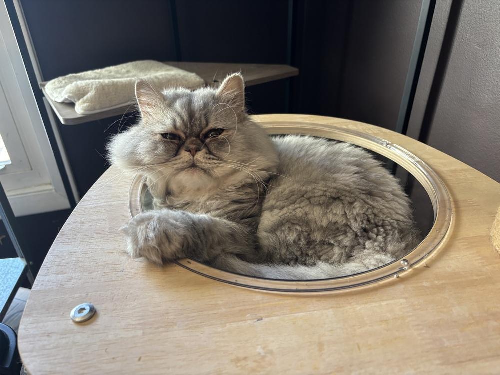 Stormi, a Adoptable Persian in Vienna , VA image 4/6