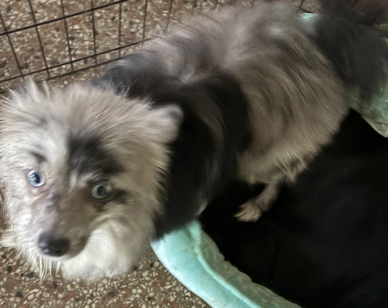 Enlarge Earl FH, a Adopted Pomeranian in Sanford, FL image 1/3