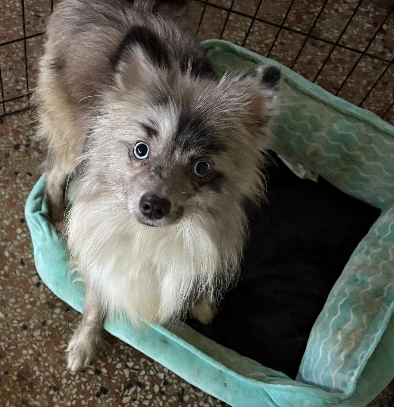 Enlarge Earl FH, a Adopted Pomeranian in Sanford, FL image 2/3