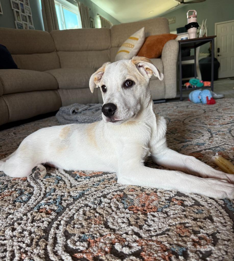 Enlarge Bongo, a Adoptable mixed breed in Phoenix, AZ image 1/6