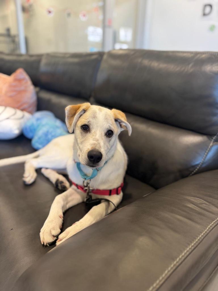 Enlarge Bongo, a Adoptable mixed breed in Phoenix, AZ image 1/6