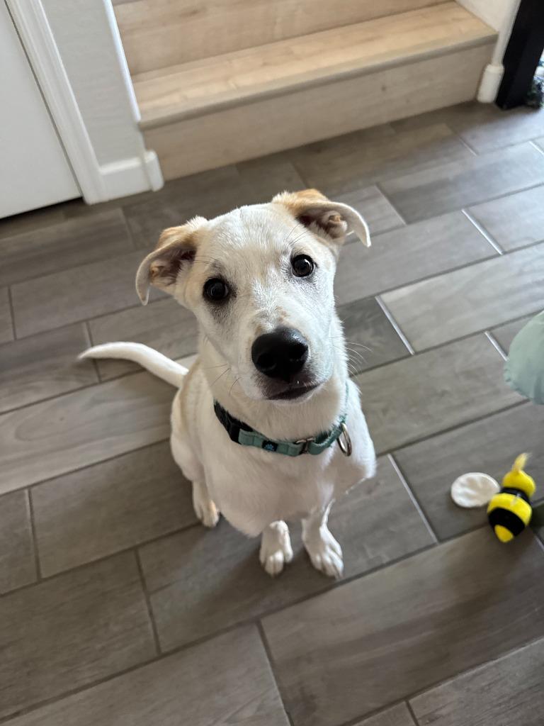 Enlarge Bongo, a Adoptable mixed breed in Phoenix, AZ image 2/6