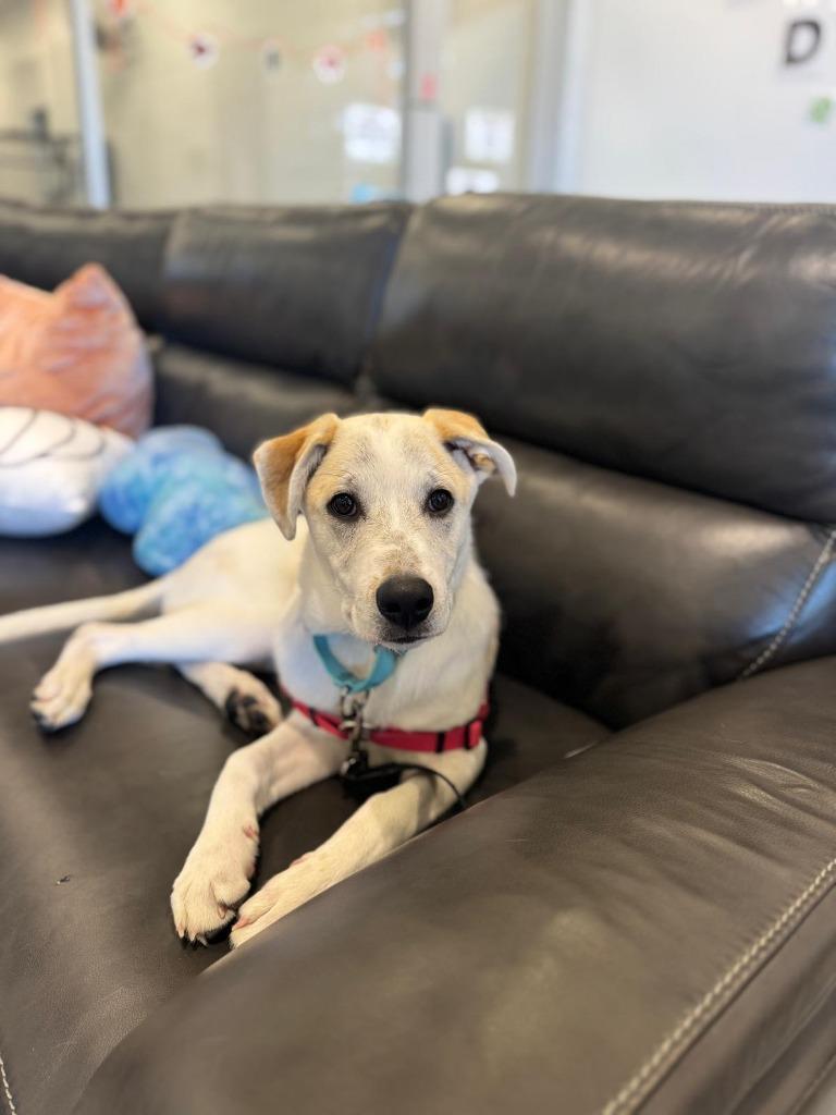 Enlarge Bongo, a Adoptable mixed breed in Phoenix, AZ image 2/6