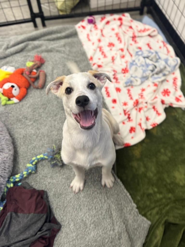 Enlarge Bongo, a Adoptable mixed breed in Phoenix, AZ image 3/6