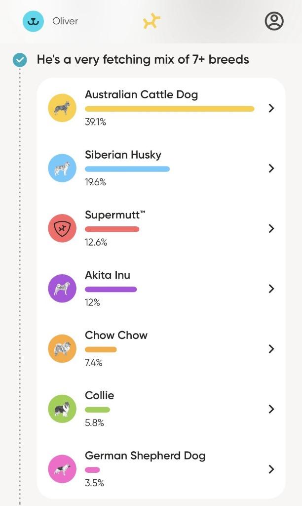 Enlarge Bongo, a Adoptable mixed breed in Phoenix, AZ image 3/6