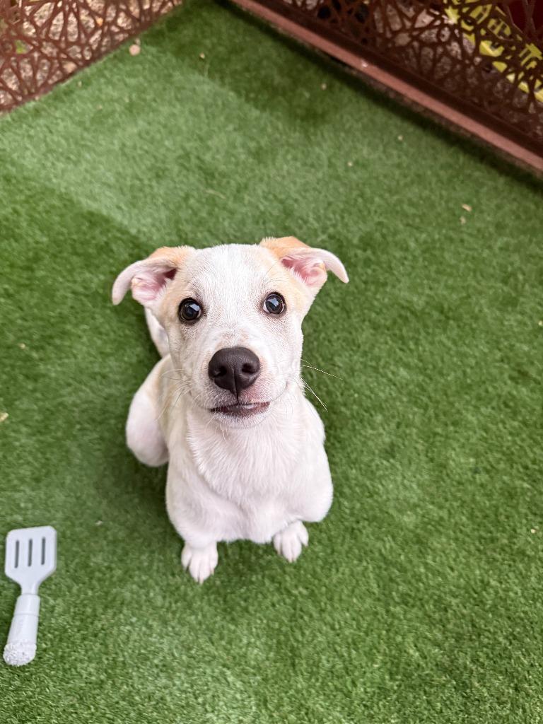 Enlarge Bongo, a Adoptable mixed breed in Phoenix, AZ image 4/6