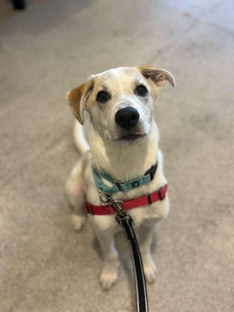 Enlarge Bongo, a Adoptable mixed breed in Phoenix, AZ image 5/6