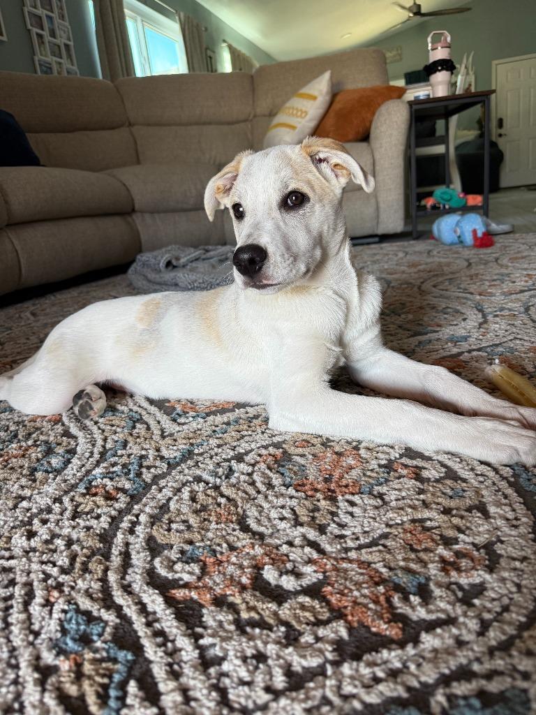 Enlarge Bongo, a Adoptable mixed breed in Phoenix, AZ image 6/6