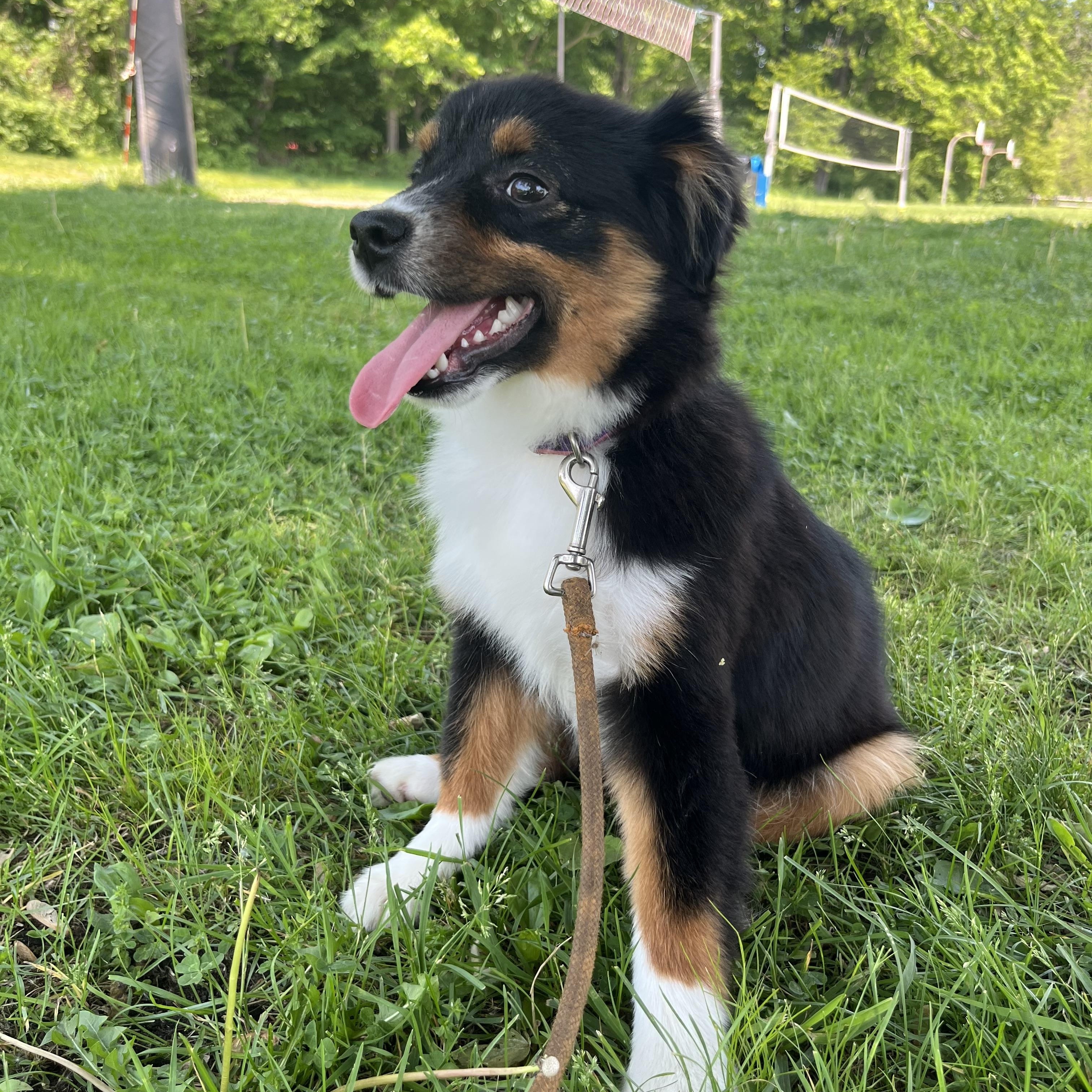 Pong, an adopted Australian Shepherd in Ardsley, NY image 1/3