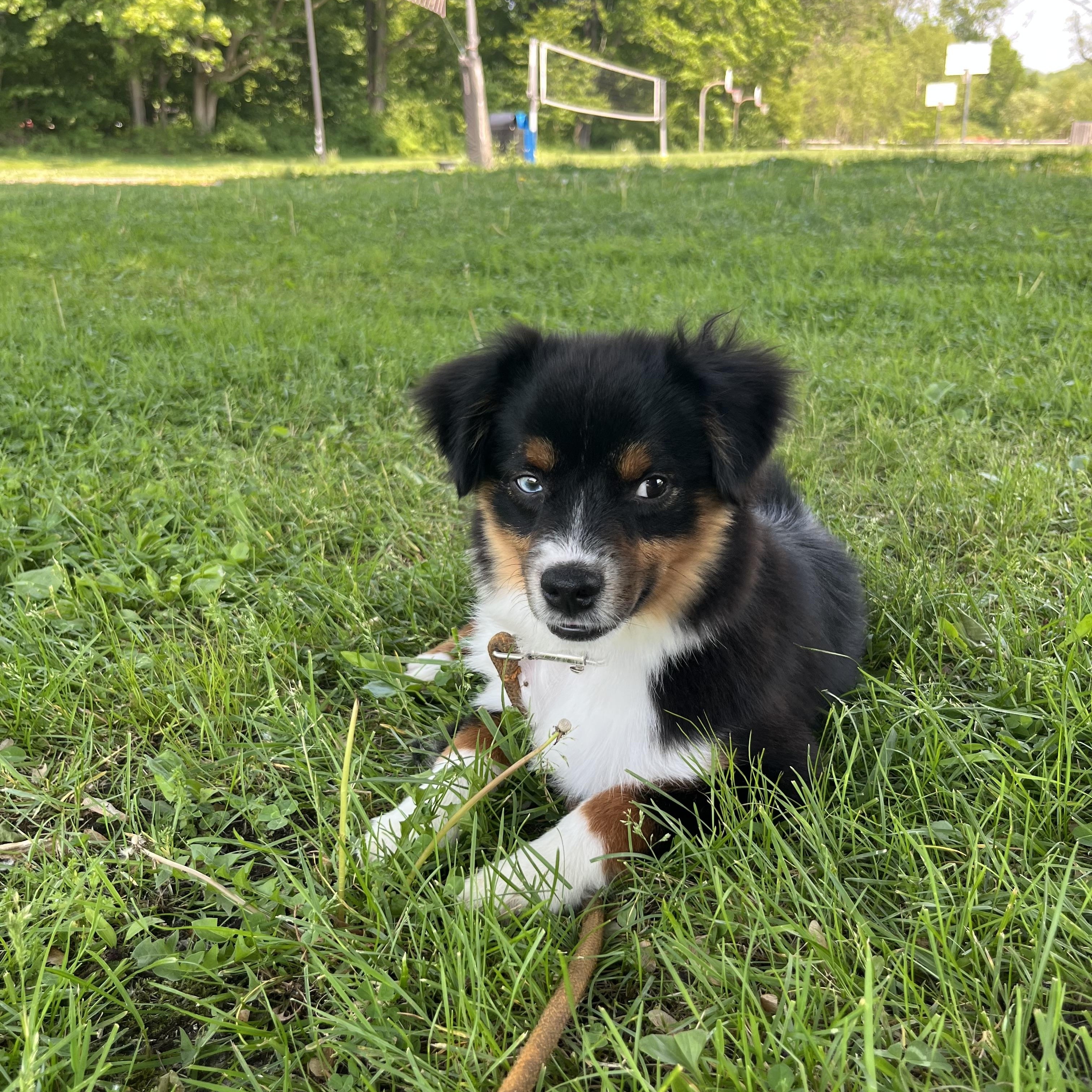 Pong, an adopted Australian Shepherd in Ardsley, NY image 2/3