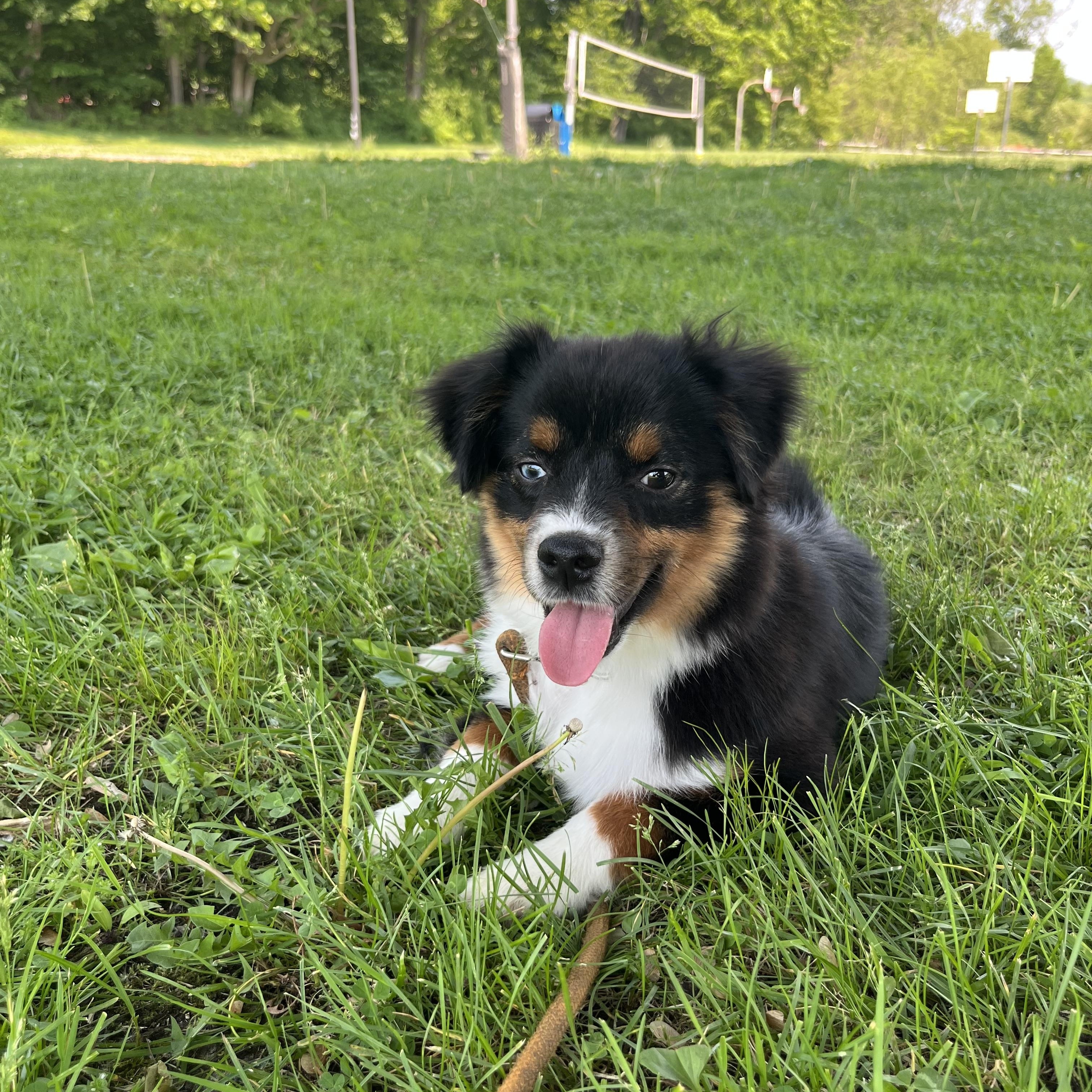 Pong, an adopted Australian Shepherd in Ardsley, NY image 3/3