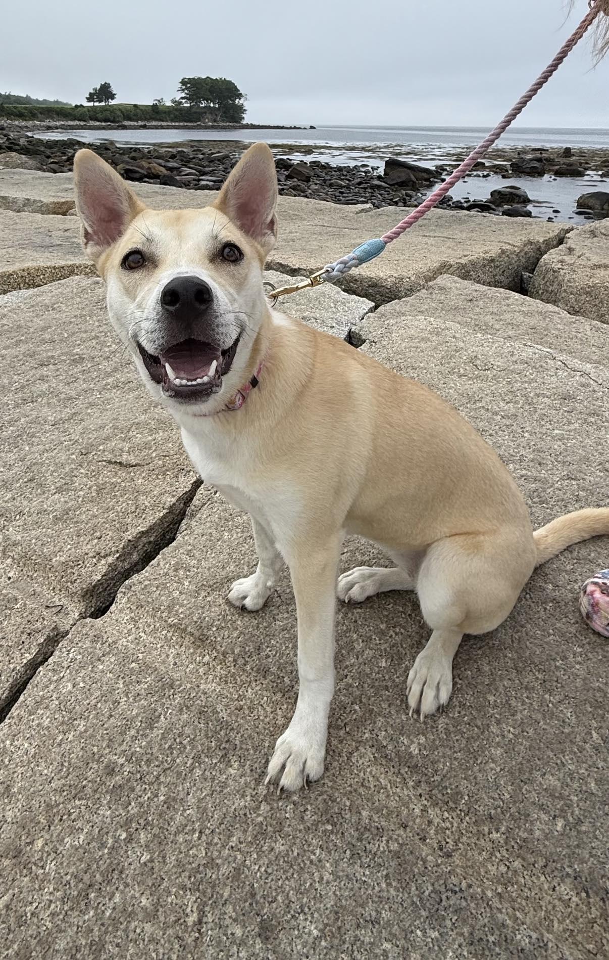 Sandy, Adoptable, Young Female Siberian Husky.
