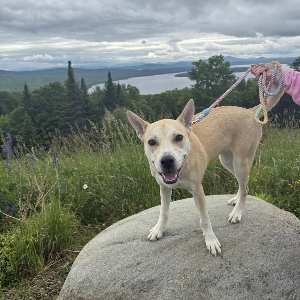Sandy, an adoptable Siberian Husky in Woolwich, ME, 04579 | Photo Image 1