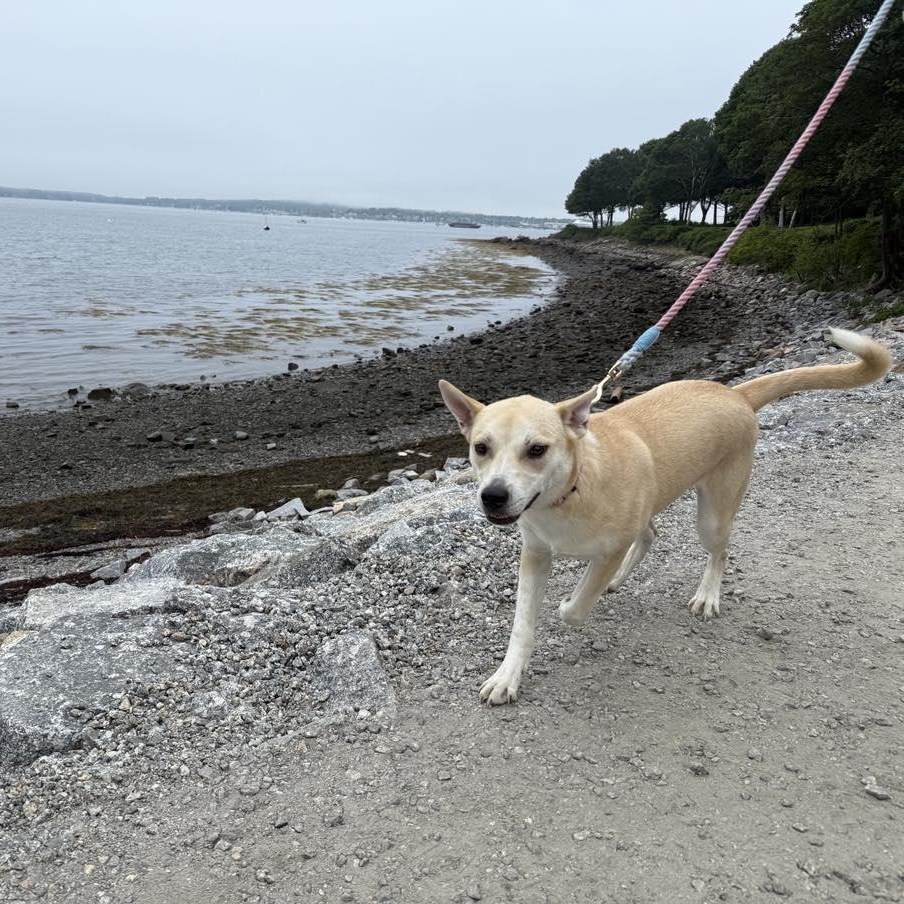 Sandy, an adoptable Siberian Husky in Woolwich, ME, 04579 | Photo Image 3
