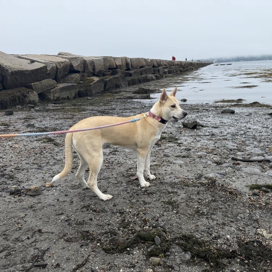 Sandy, an adoptable Siberian Husky in Woolwich, ME, 04579 | Photo Image 4