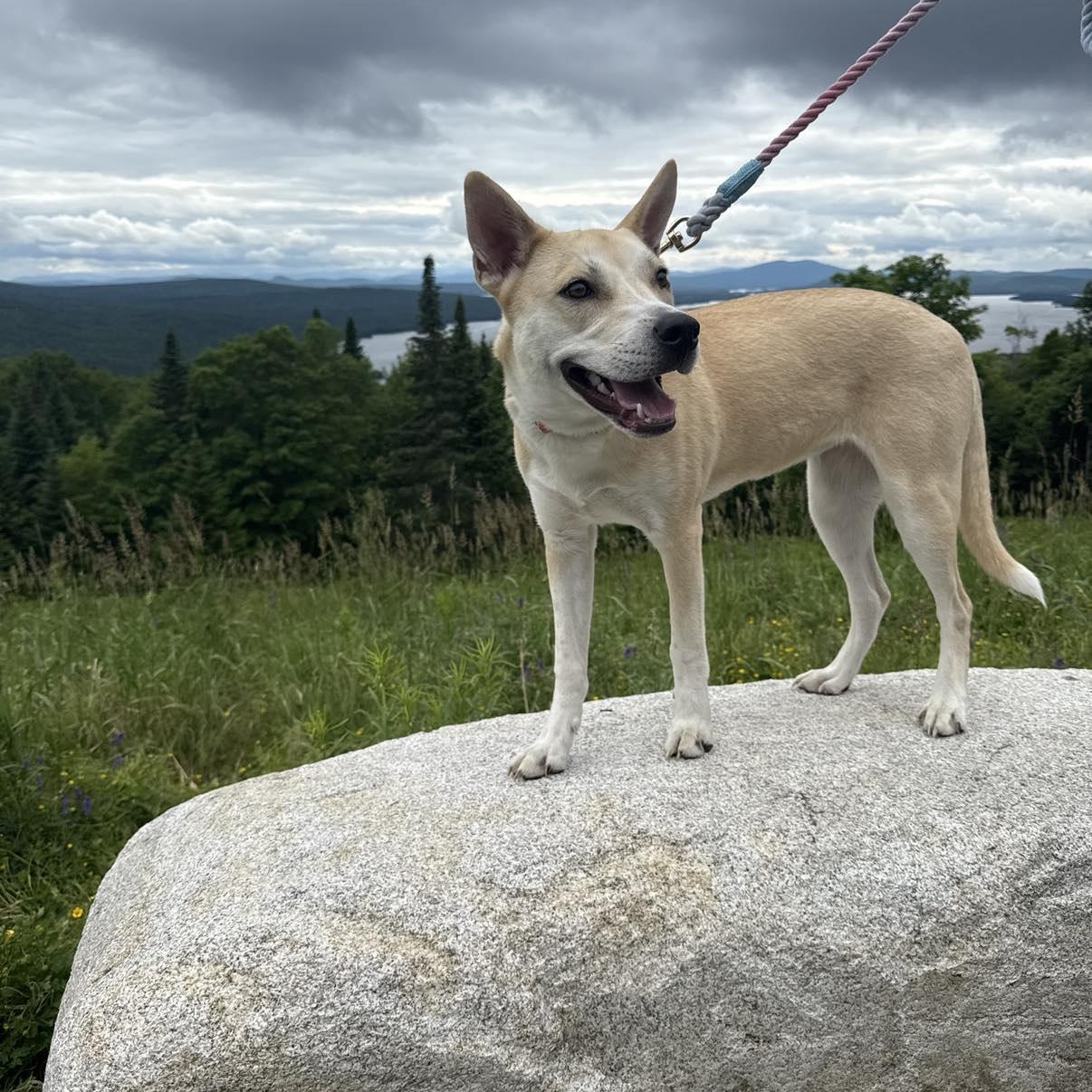 Sandy, an adoptable Siberian Husky in Woolwich, ME, 04579 | Photo Image 5