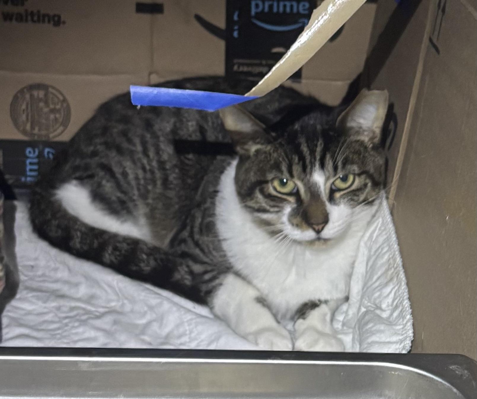 Enlarge ELROY, a Adoptable Domestic Short Hair in Pittsburgh, PA image 4/5