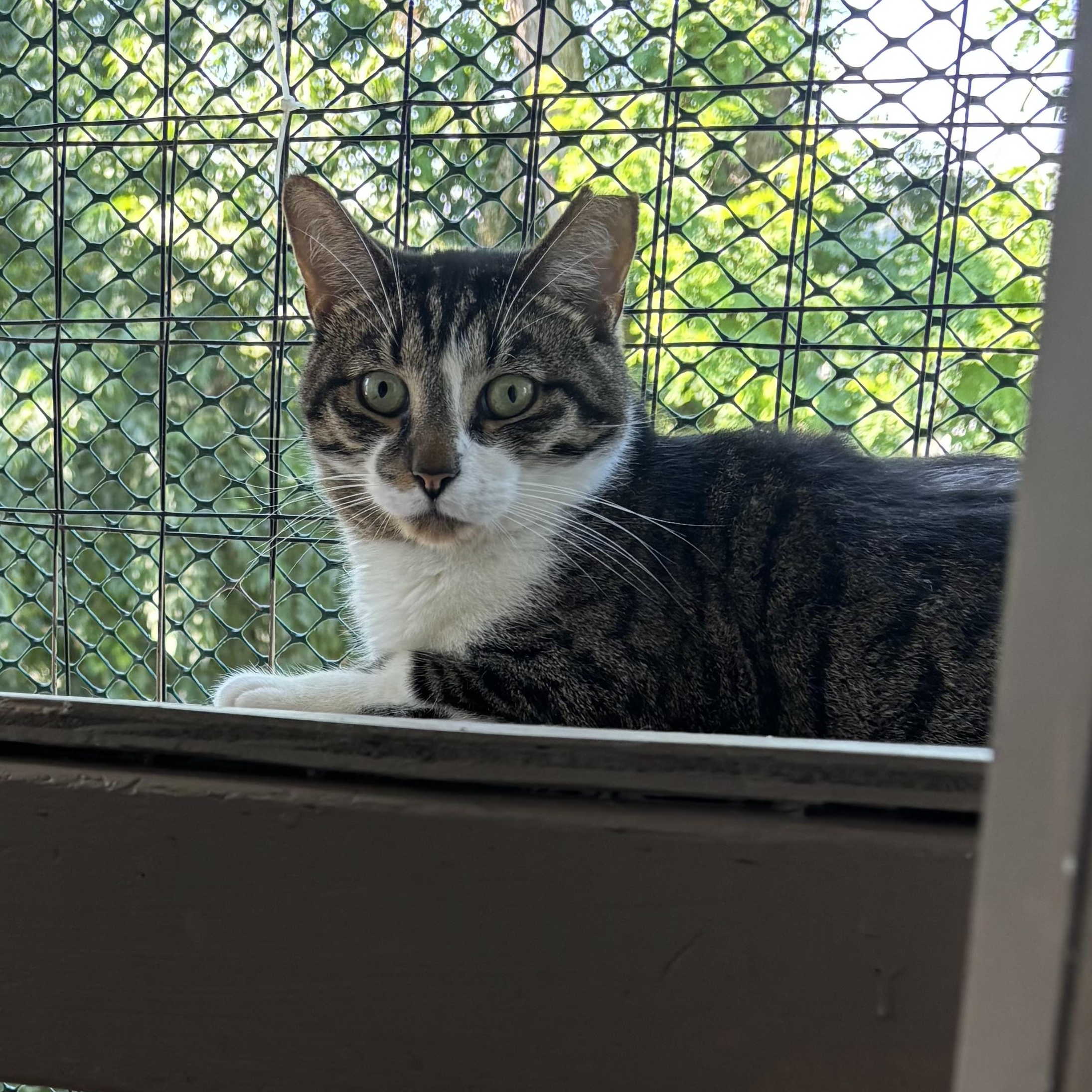 ELROY, Adoptable, Young Male Domestic Short Hair.