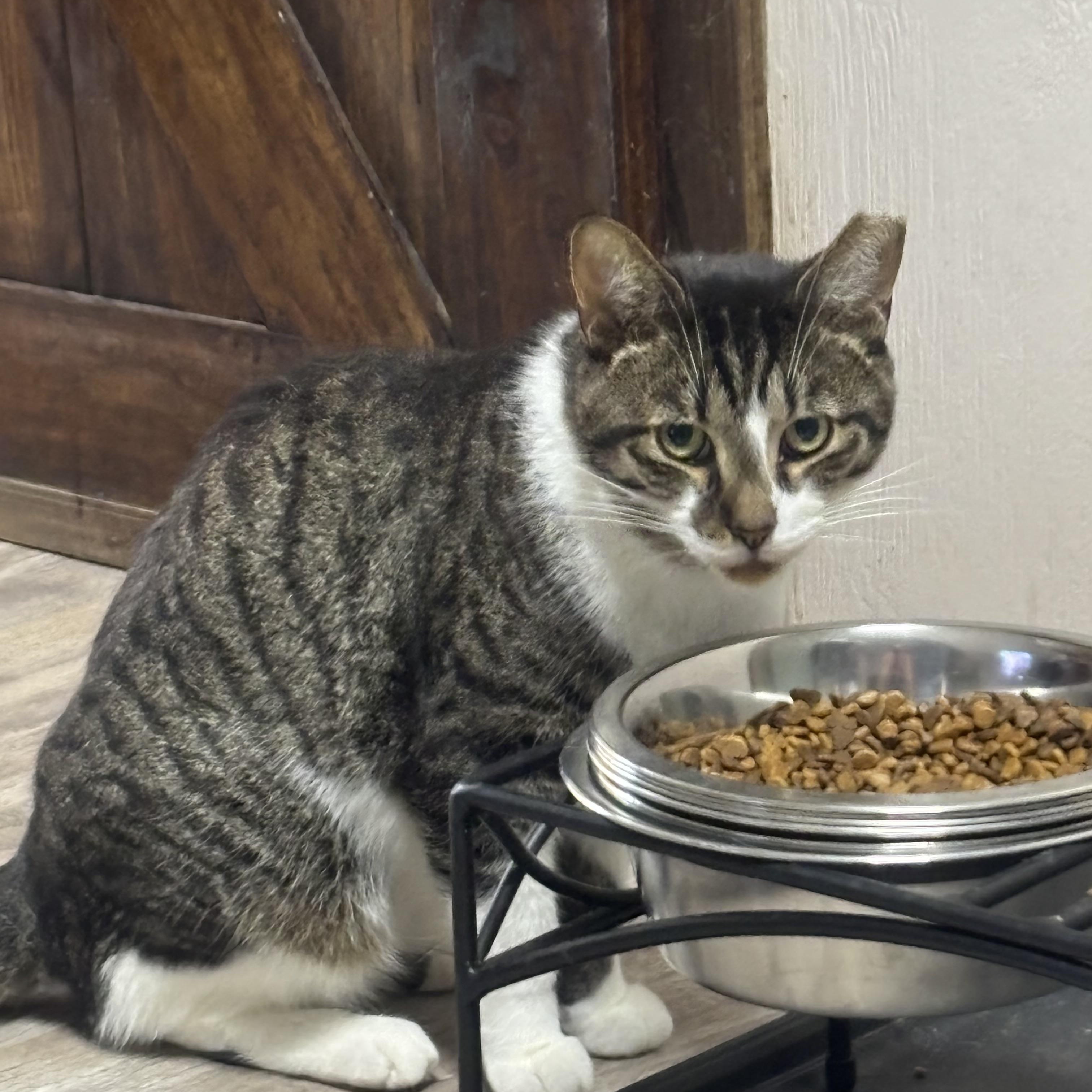 Enlarge ELROY, a Adoptable Domestic Short Hair in Pittsburgh, PA image 5/5