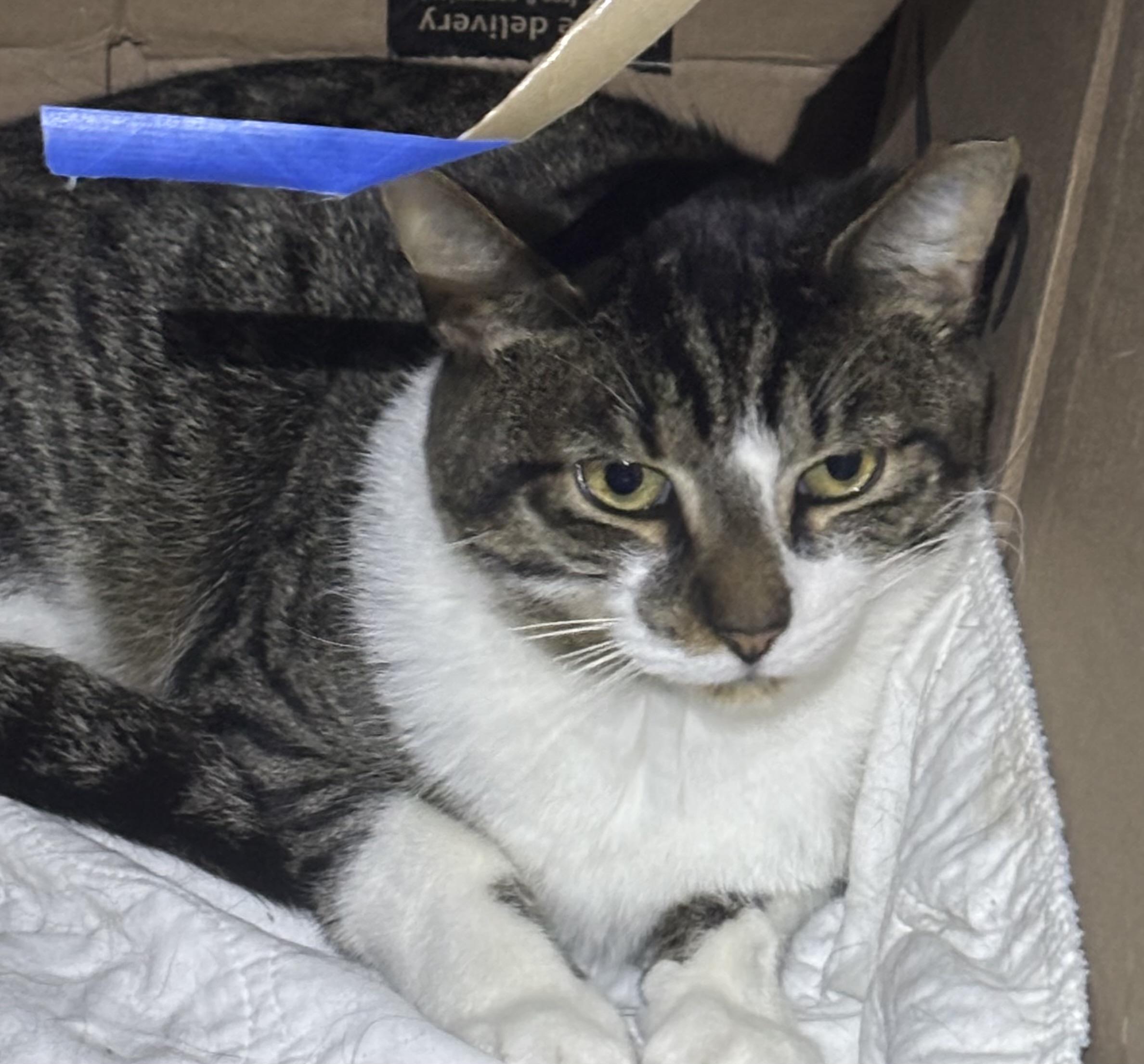 Enlarge ELROY, a Adoptable Domestic Short Hair in Pittsburgh, PA image 3/5