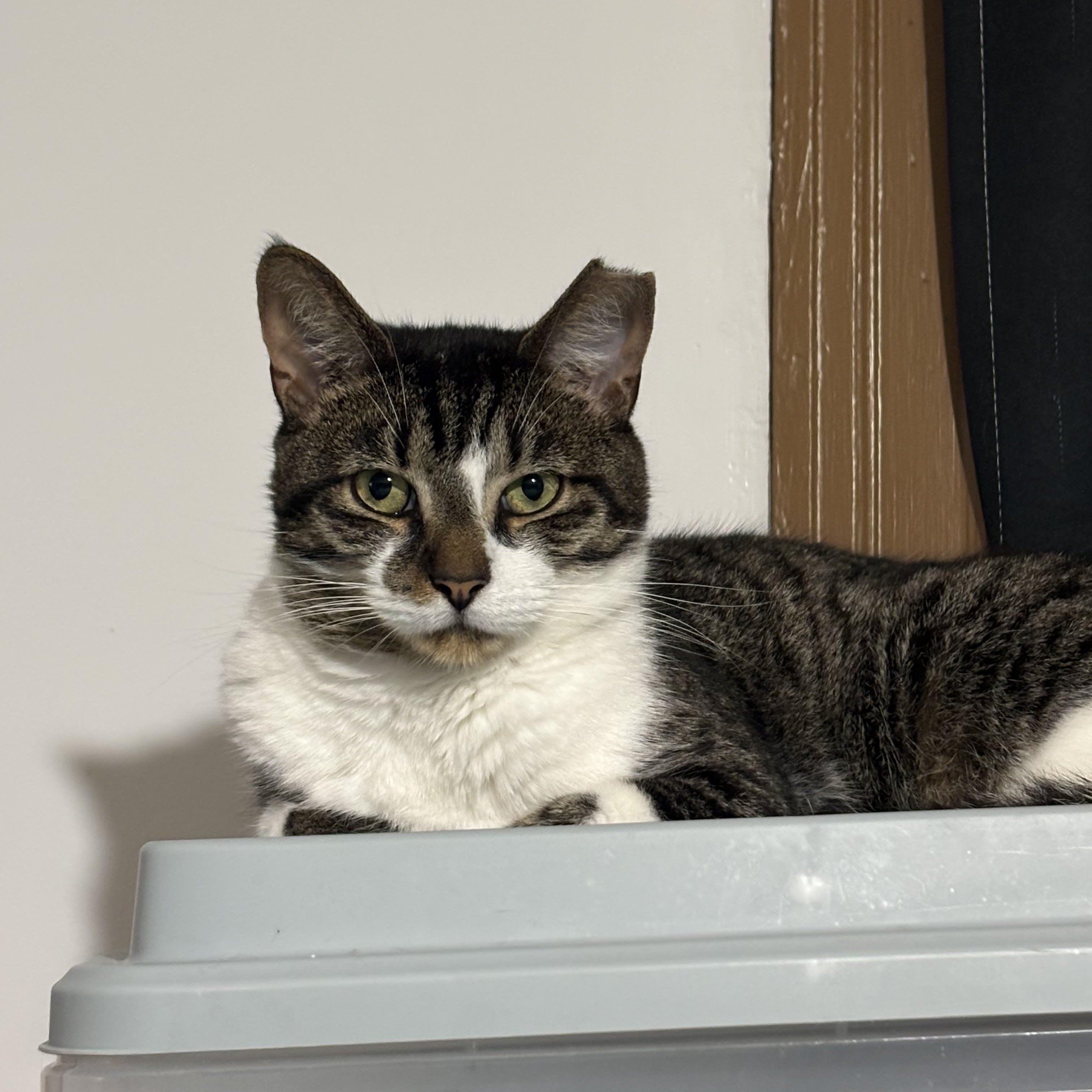 Enlarge ELROY, a Adoptable Domestic Short Hair in Pittsburgh, PA image 2/5