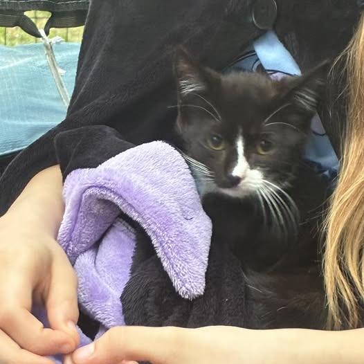 Enlarge Panther, a Adoptable Domestic Short Hair in Fort Lauderdale, FL image 1/1