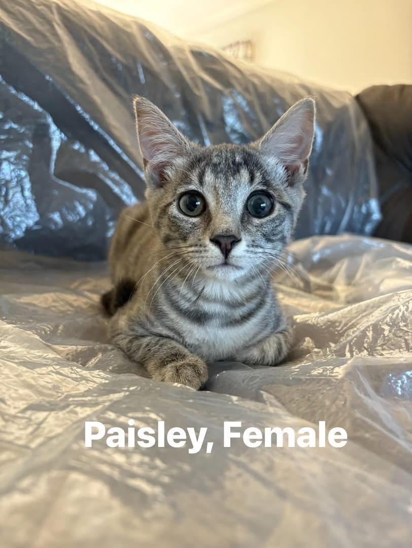 Enlarge Paisley, a Adoptable American Shorthair in Elmira, NY image 1/1