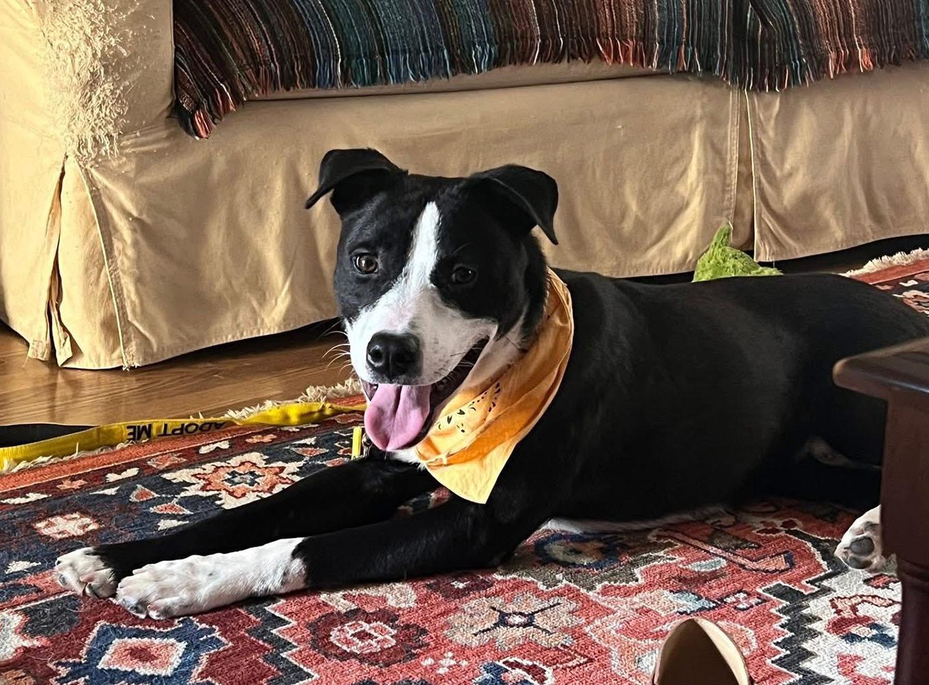 Ben (AO33788), Adoptable, Young Male Labrador Retriever & Mixed Breed.