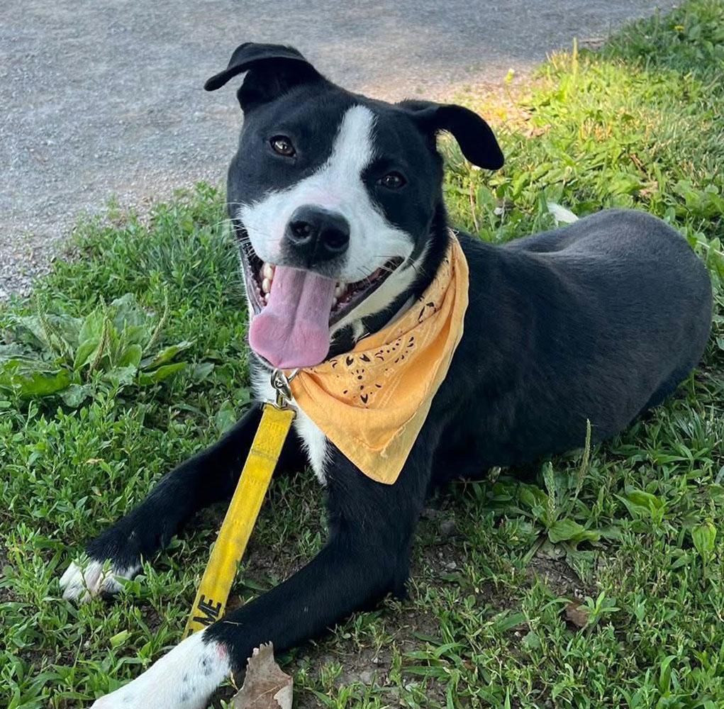 Ben (AO33788), a Adoptable mixed breed in Kansas City, KS image 2/6