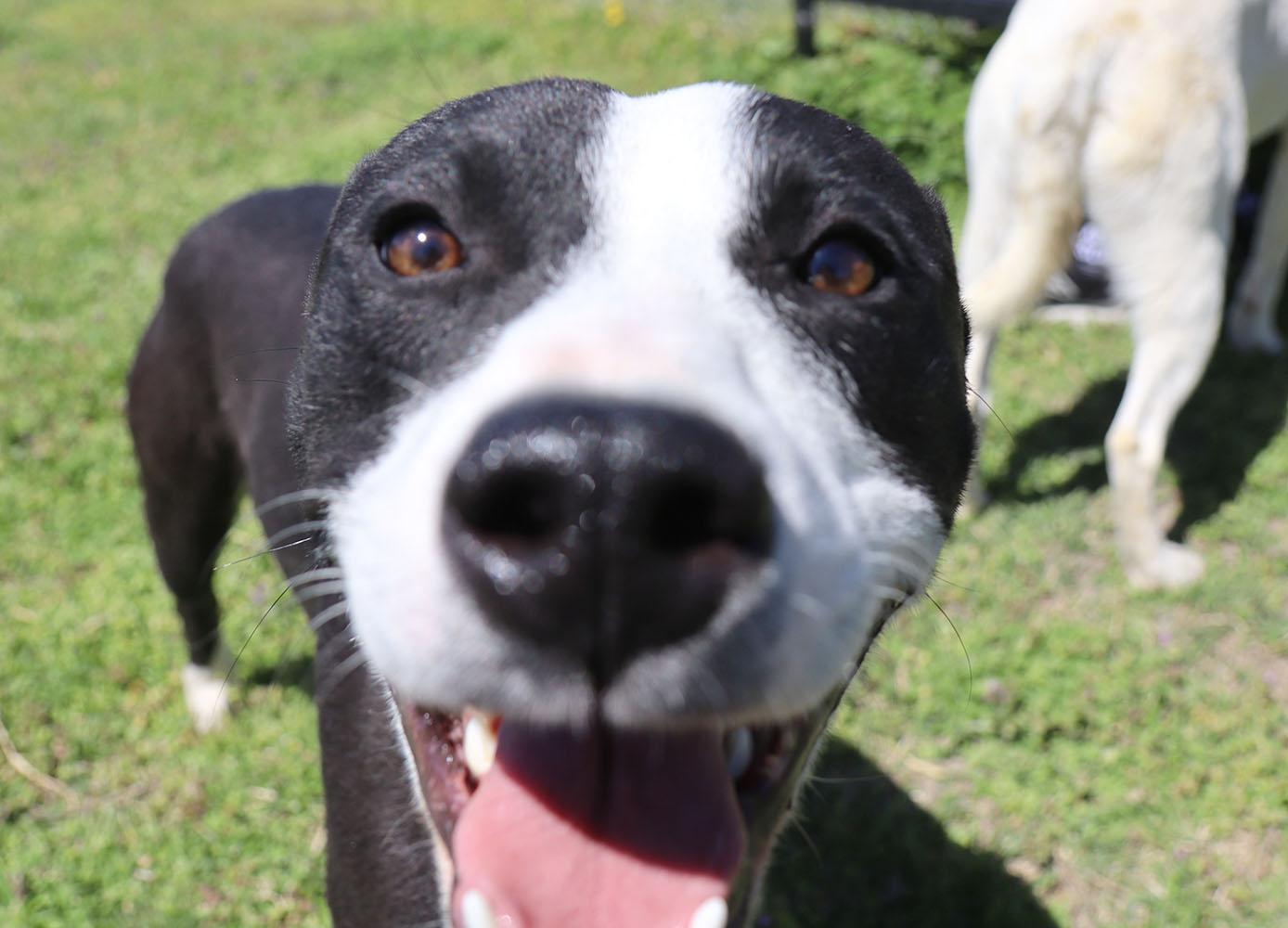 Ben (AO33788), a Adoptable mixed breed in Kansas City, KS image 4/6