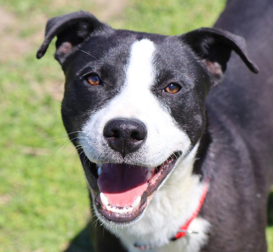 Ben (AO33788), a Adoptable mixed breed in Kansas City, KS image 3/6