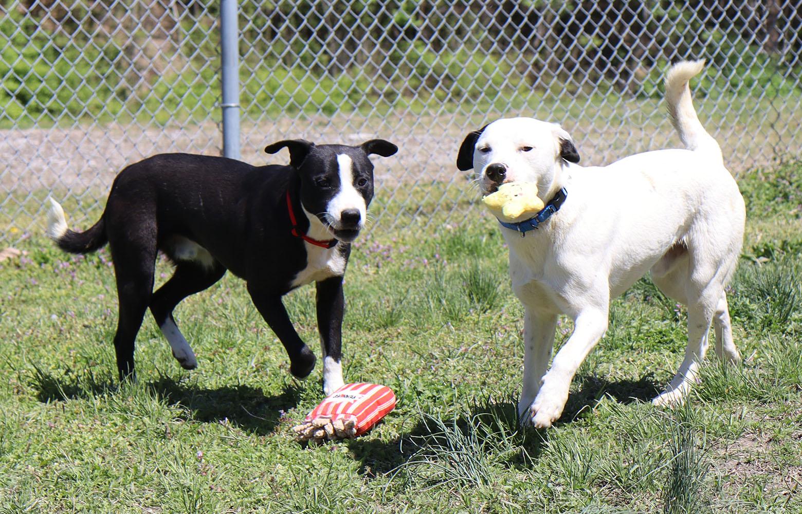 Ben (AO33788), a Adoptable mixed breed in Kansas City, KS image 5/6