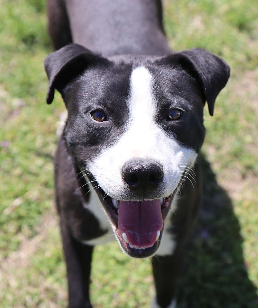 Ben (AO33788), a Adoptable mixed breed in Kansas City, KS image 6/6