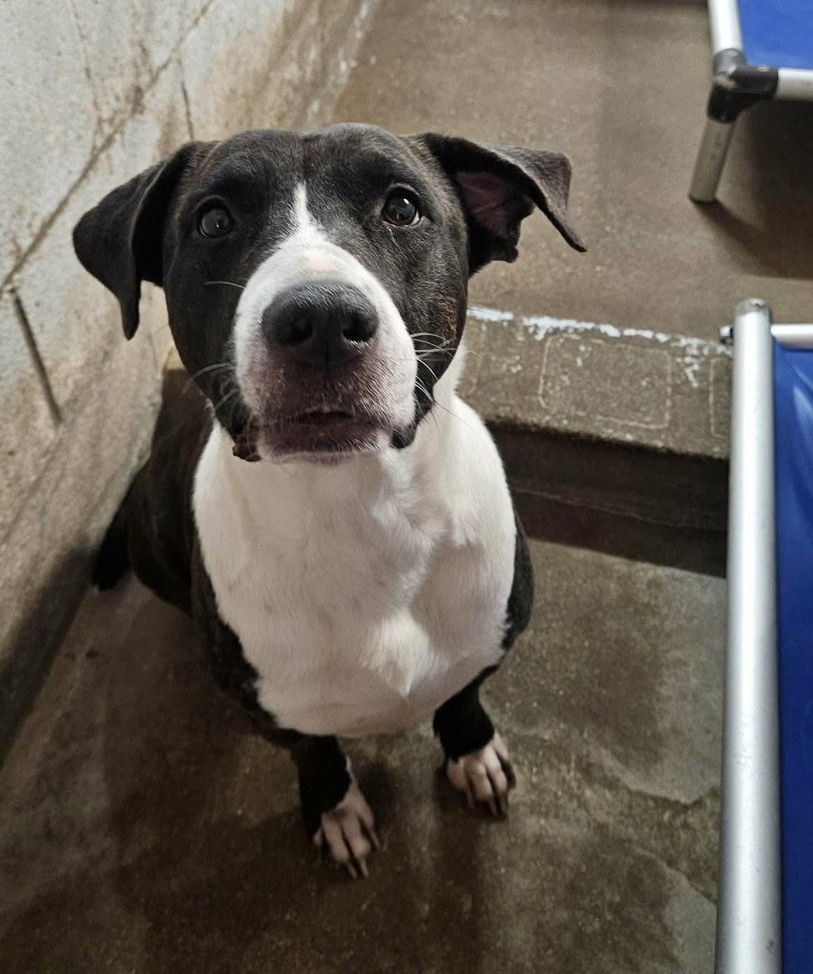 Winter, Adoptable, Adult Female Pit Bull Terrier.