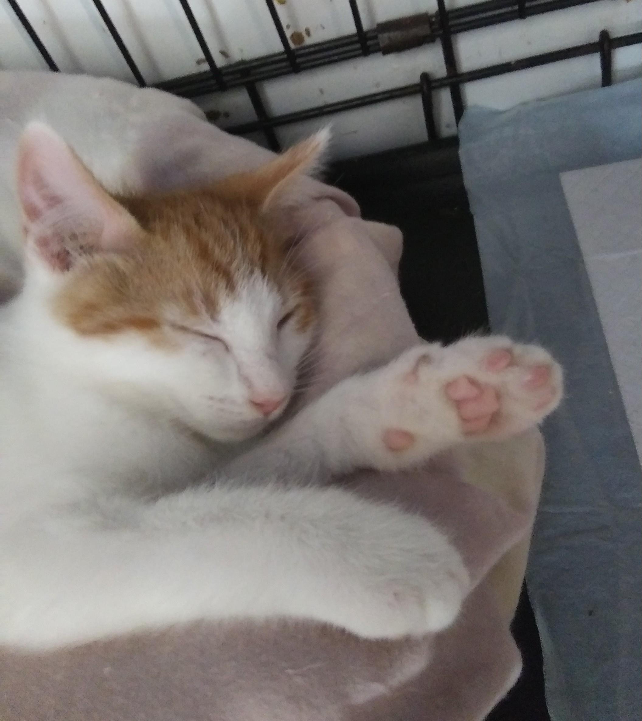 Enlarge Hunter (At Petsense Rincon), a Adopted Domestic Medium Hair in Port Wentworth, GA image 2/3