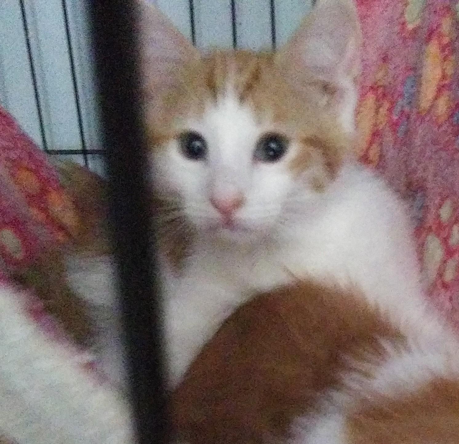 Enlarge Hunter (At Petsense Rincon), a Adopted Domestic Medium Hair in Port Wentworth, GA image 1/3