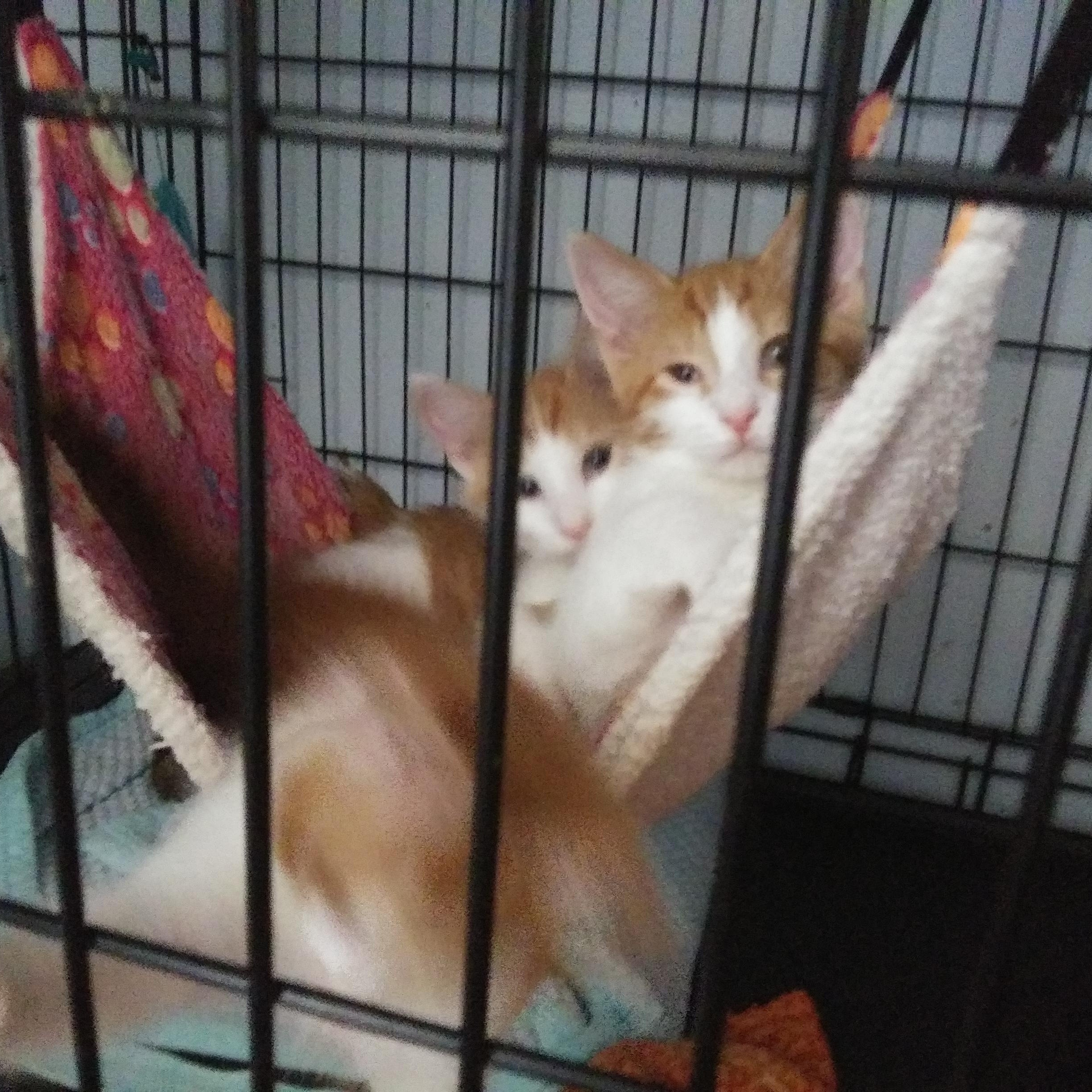 Enlarge Hunter (At Petsense Rincon), a Adopted Domestic Medium Hair in Port Wentworth, GA image 3/3