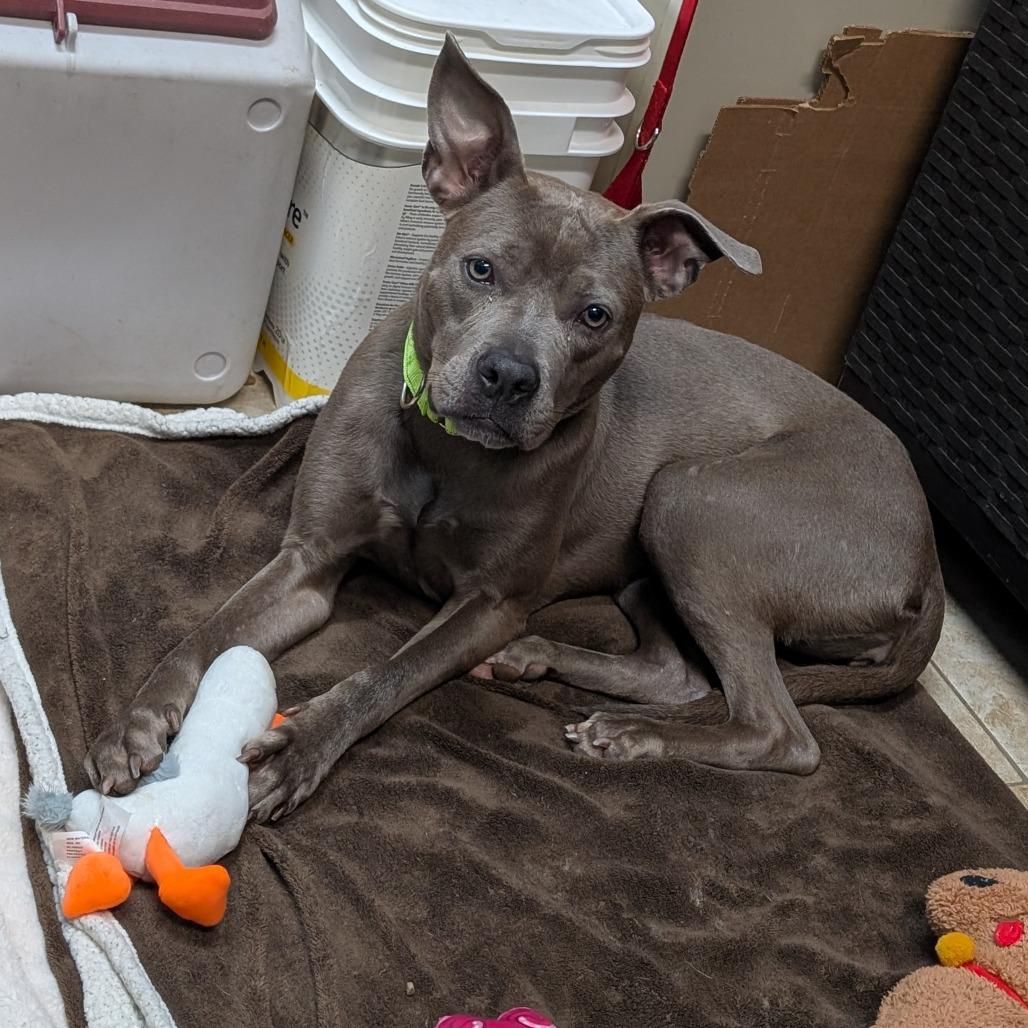 Lenore, Adoptable, Adult Female Pit Bull Terrier.