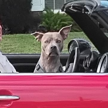 Lenore, Adoptable, Adult Female Pit Bull Terrier.