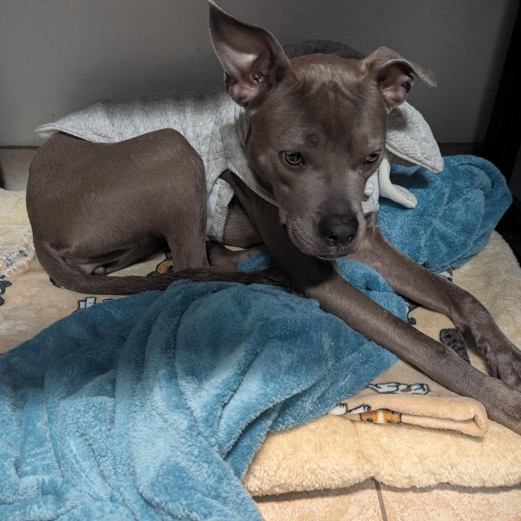 Lenore, a Adoptable Pit Bull Terrier in Galveston, TX image 3/6