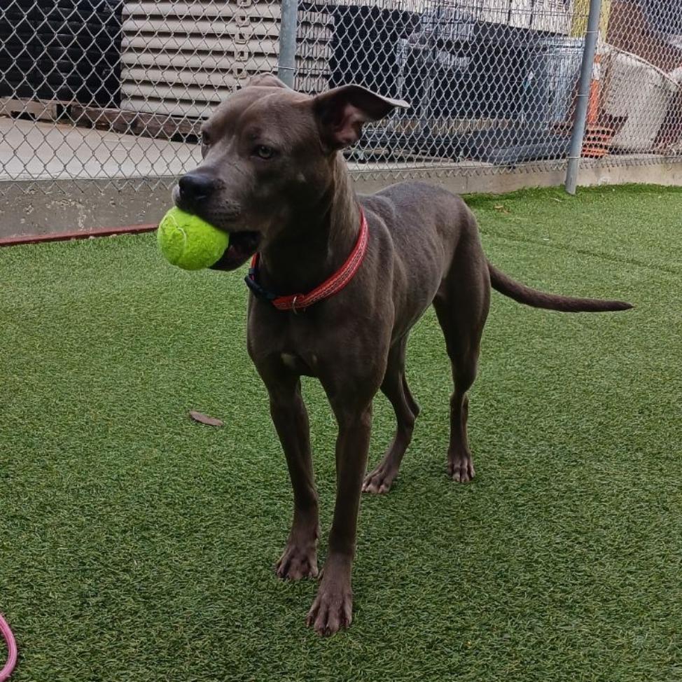 Lenore, a Adoptable Pit Bull Terrier in Galveston, TX image 4/6