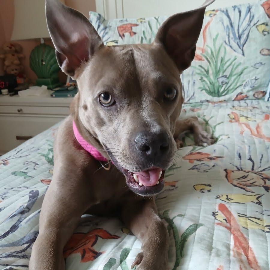 Lenore, a Adoptable Pit Bull Terrier in Galveston, TX image 6/6