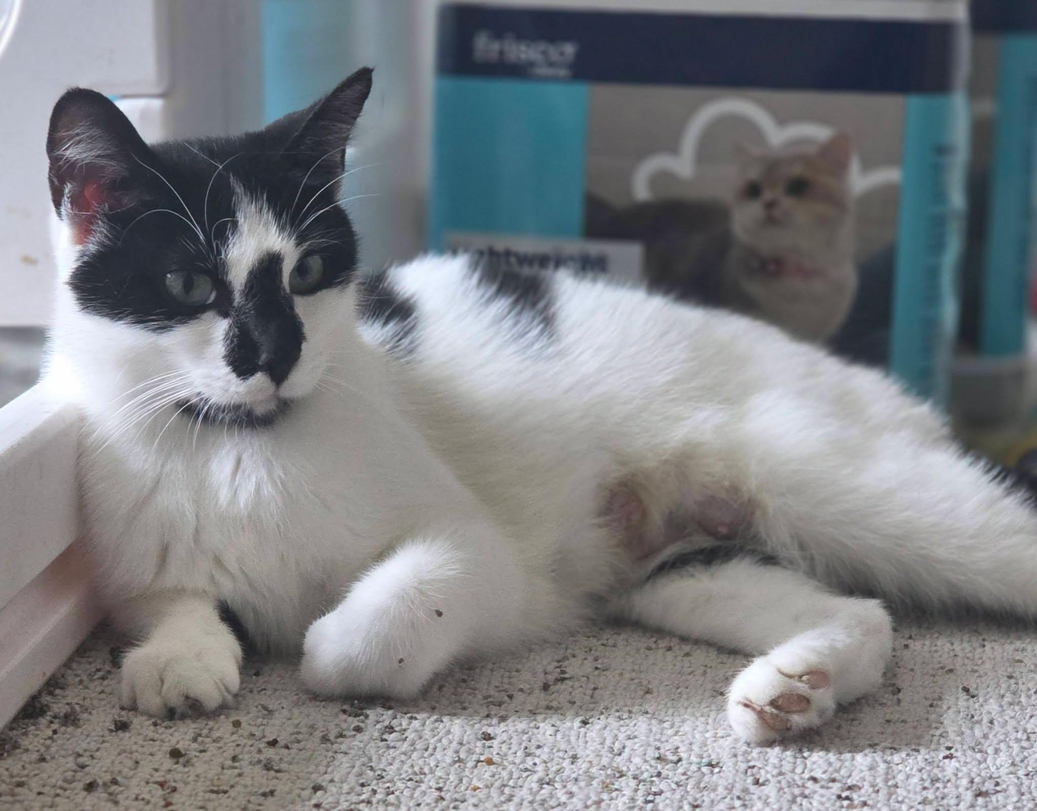 Paws, a ADOPTABLE Domestic Short Hair in Rochester, NY image 1/2