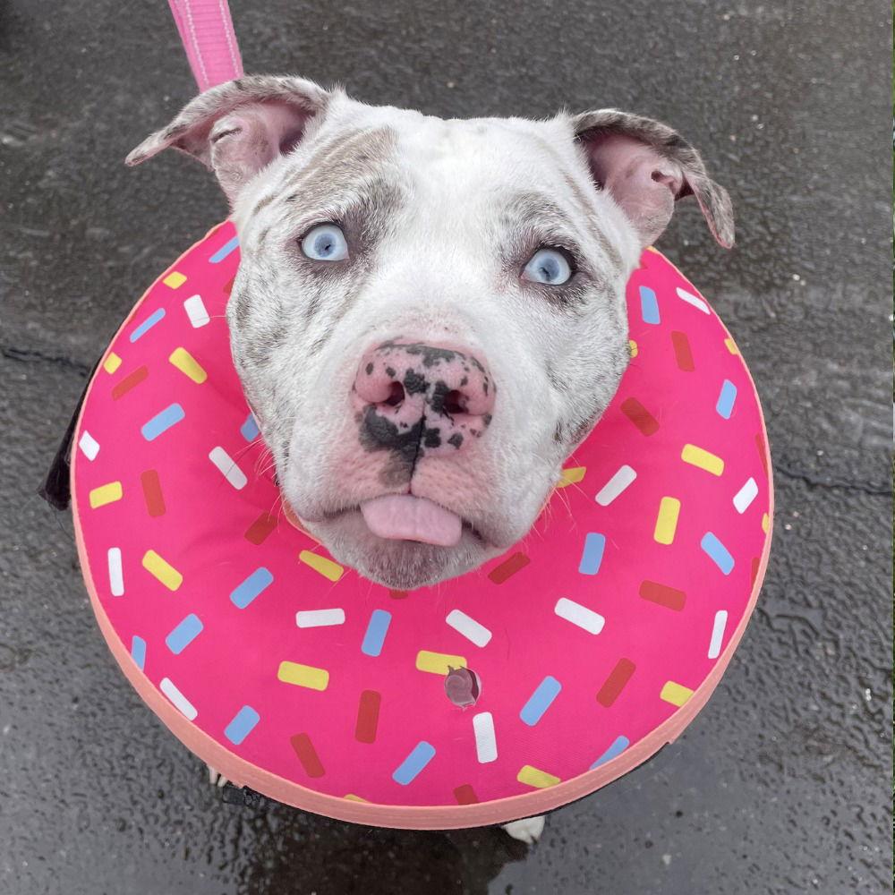 Trixie2, Adoptable, Adult Female Pit Bull Terrier & Terrier.